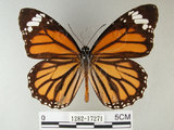 中文名:黑脈樺斑蝶(虎斑蝶)(1282-17271)學名:Danaus genutia Cramer, 1779(1282-17271)