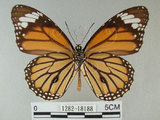 中文名:黑脈樺斑蝶(虎斑蝶)(1282-18188)學名:Danaus genutia Cramer, 1779(1282-18188)