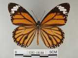 中文名:黑脈樺斑蝶(虎斑蝶)(1282-18188)學名:Danaus genutia Cramer, 1779(1282-18188)