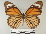 中文名:黑脈樺斑蝶(虎斑蝶)(1282-18435)學名:Danaus genutia Cramer, 1779(1282-18435)