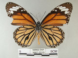 中文名:黑脈樺斑蝶(虎斑蝶)(2667-2010)學名:Danaus genutia Cramer, 1779(2667-2010)