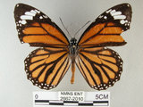中文名:黑脈樺斑蝶(虎斑蝶)(2667-2010)學名:Danaus genutia Cramer, 1779(2667-2010)