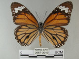中文名:黑脈樺斑蝶(虎斑蝶)(2667-3019)學名:Danaus genutia Cramer, 1779(2667-3019)