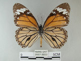 中文名:黑脈樺斑蝶(虎斑蝶)(2667-3033)學名:Danaus genutia Cramer, 1779(2667-3033)