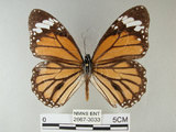 中文名:黑脈樺斑蝶(虎斑蝶)(2667-3033)學名:Danaus genutia Cramer, 1779(2667-3033)