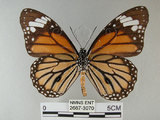 中文名:黑脈樺斑蝶(虎斑蝶)(2667-3070)學名:Danaus genutia Cramer, 1779(2667-3070)
