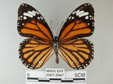 中文名:黑脈樺斑蝶(虎斑蝶)(2667-3047)學名:Danaus genutia Cramer, 1779(2667-3047)