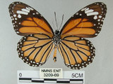 中文名:黑脈樺斑蝶(虎斑蝶)(3209-69)學名:Danaus genutia Cramer, 1779(3209-69)