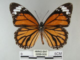 中文名:黑脈樺斑蝶(虎斑蝶)(3209-936)學名:Danaus genutia Cramer, 1779(3209-936)