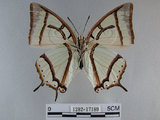 中文名:姬雙尾蝶 (1282-17189)學名:Polyura narcaea meghaduta (Fruhstorfer, 1908) (1282-17189)