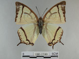 中文名:姬雙尾蝶 (1282-17189)學名:Polyura narcaea meghaduta (Fruhstorfer, 1908) (1282-17189)