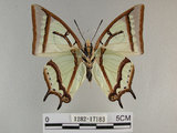 中文名:姬雙尾蝶(1282-17183)學名:Polyura narcaea meghaduta (Fruhstorfer, 1908)(1282-17183)