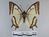 中文名:姬雙尾蝶(1282-17183)學名:Polyura narcaea meghaduta (Fruhstorfer, 1908)(1282-17183)