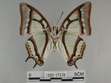 中文名:姬雙尾蝶(1282-17170)學名:Polyura narcaea meghaduta (Fruhstorfer, 1908)(1282-17170)