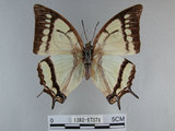 中文名:姬雙尾蝶(1282-17374)學名:Polyura narcaea meghaduta (Fruhstorfer, 1908)(1282-17374)
