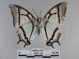 中文名:姬雙尾蝶(1587-28)學名:Polyura narcaea meghaduta (Fruhstorfer, 1908)(1587-28)