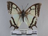 中文名:姬雙尾蝶(1587-28)學名:Polyura narcaea meghaduta (Fruhstorfer, 1908)(1587-28)