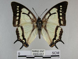 中文名:姬雙尾蝶(2909-657)學名:Polyura narcaea meghaduta (Fruhstorfer, 1908)(2909-657)