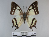 中文名:姬雙尾蝶(2909-1620)學名:Polyura narcaea meghaduta (Fruhstorfer, 1908)(2909-1620)