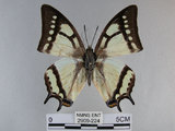 中文名:姬雙尾蝶(2909-224)學名:Polyura narcaea meghaduta (Fruhstorfer, 1908)(2909-224)