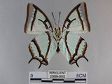 中文名:姬雙尾蝶(2909-985)學名:Polyura narcaea meghaduta (Fruhstorfer, 1908)(2909-985)