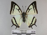 中文名:姬雙尾蝶(2909-985)學名:Polyura narcaea meghaduta (Fruhstorfer, 1908)(2909-985)