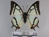 中文名:姬雙尾蝶(2909-1108)學名:Polyura narcaea meghaduta (Fruhstorfer, 1908)(2909-1108)