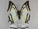 中文名:姬雙尾蝶(2909-578)學名:Polyura narcaea meghaduta (Fruhstorfer, 1908)(2909-578)