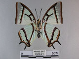 中文名:姬雙尾蝶(2909-21)學名:Polyura narcaea meghaduta (Fruhstorfer, 1908)(2909-21)