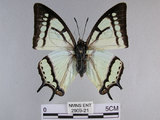 中文名:姬雙尾蝶(2909-21)學名:Polyura narcaea meghaduta (Fruhstorfer, 1908)(2909-21)