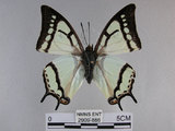 中文名:姬雙尾蝶(2909-886)學名:Polyura narcaea meghaduta (Fruhstorfer, 1908)(2909-886)