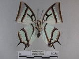 中文名:姬雙尾蝶(2909-1709)學名:Polyura narcaea meghaduta (Fruhstorfer, 1908)(2909-1709)