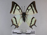 中文名:姬雙尾蝶(2909-1709)學名:Polyura narcaea meghaduta (Fruhstorfer, 1908)(2909-1709)