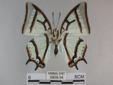 中文名:姬雙尾蝶(2909-34)學名:Polyura narcaea meghaduta (Fruhstorfer, 1908)(2909-34)