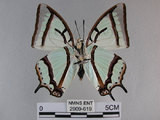 中文名:姬雙尾蝶(2909-619)學名:Polyura narcaea meghaduta (Fruhstorfer, 1908)(2909-619)