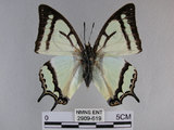 中文名:姬雙尾蝶(2909-619)學名:Polyura narcaea meghaduta (Fruhstorfer, 1908)(2909-619)