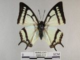 中文名:姬雙尾蝶(2909-117)學名:Polyura narcaea meghaduta (Fruhstorfer, 1908)(2909-117)