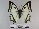 中文名:姬雙尾蝶(2909-1004)學名:Polyura narcaea meghaduta (Fruhstorfer, 1908)(2909-1004)