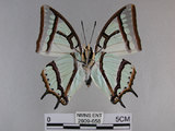 中文名:姬雙尾蝶(2909-658)學名:Polyura narcaea meghaduta (Fruhstorfer, 1908)(2909-658)