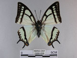 中文名:姬雙尾蝶(2909-658)學名:Polyura narcaea meghaduta (Fruhstorfer, 1908)(2909-658)