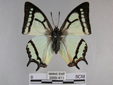 中文名:姬雙尾蝶(2909-411)學名:Polyura narcaea meghaduta (Fruhstorfer, 1908)(2909-411)