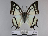 中文名:姬雙尾蝶(2909-268)學名:Polyura narcaea meghaduta (Fruhstorfer, 1908)(2909-268)