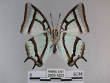 中文名:姬雙尾蝶(2909-1222)學名:Polyura narcaea meghaduta (Fruhstorfer, 1908)(2909-1222)