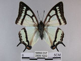 中文名:姬雙尾蝶(2909-1222)學名:Polyura narcaea meghaduta (Fruhstorfer, 1908)(2909-1222)