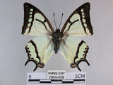 中文名:姬雙尾蝶(2909-939)學名:Polyura narcaea meghaduta (Fruhstorfer, 1908)(2909-939)