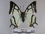 中文名:姬雙尾蝶(2909-1182)學名:Polyura narcaea meghaduta (Fruhstorfer, 1908)(2909-1182)