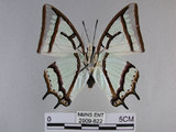 中文名:姬雙尾蝶(2909-822)學名:Polyura narcaea meghaduta (Fruhstorfer, 1908)(2909-822)