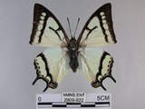 中文名:姬雙尾蝶(2909-822)學名:Polyura narcaea meghaduta (Fruhstorfer, 1908)(2909-822)