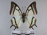 中文名:姬雙尾蝶(2909-1566)學名:Polyura narcaea meghaduta (Fruhstorfer, 1908)(2909-1566)