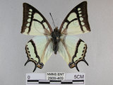 中文名:姬雙尾蝶(2909-469)學名:Polyura narcaea meghaduta (Fruhstorfer, 1908)(2909-469)